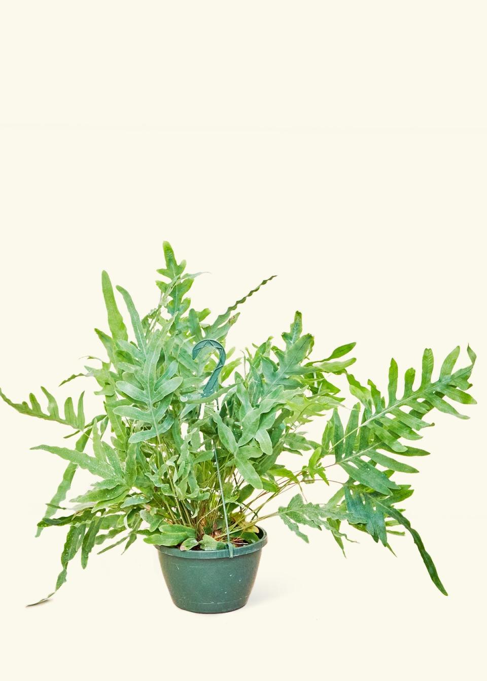 <p><a href="https://heyrooted.com/products/blue-star-fern-phlebodium-aureum-large" rel="nofollow noopener" target="_blank" data-ylk="slk:Shop Now;elm:context_link;itc:0;sec:content-canvas" class="link ">Shop Now</a></p><p>Rooted</p><p>heyrooted.com</p><p>$42.00</p><span class="copyright">Rooted</span>