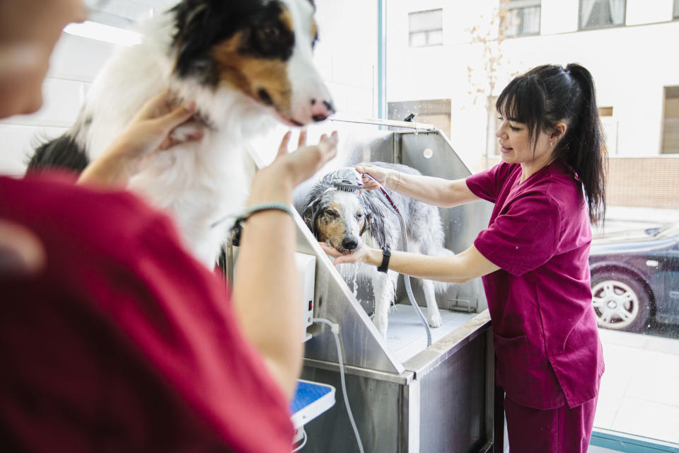 A woman grooming a dog