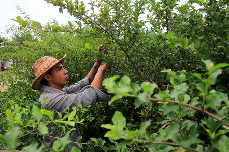 Farmer Luis Ramos, 25, picks acerola fruit in Havana, Cuba, December 17, 2018. REUTERS/Stringer