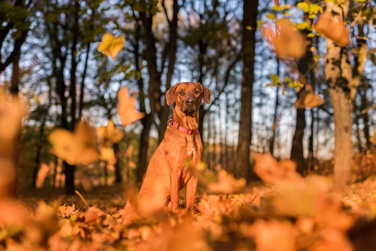 Rhodesian Ridgeback