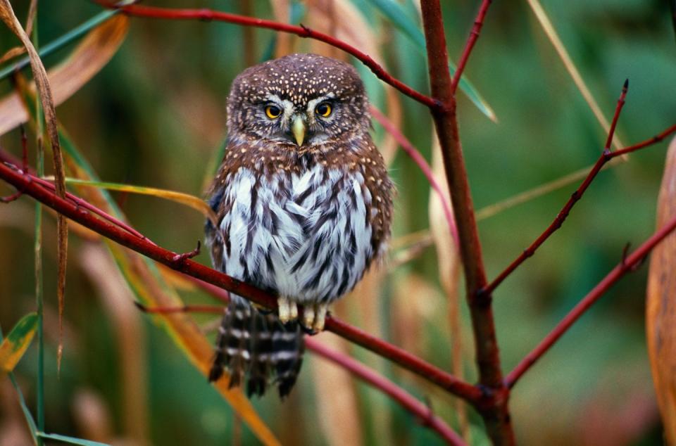 <p>The Owl Research Institute says this diminutive predator, also known as a California or Mountain Pygmy Owl, <a href="https://www.owlresearchinstitute.org/northern-pygmy-owl" rel="nofollow noopener" target="_blank" data-ylk="slk:tips the scales between 2.2 and 2.5 ounces;elm:context_link;itc:0;sec:content-canvas" class="link ">tips the scales between 2.2 and 2.5 ounces</a>. They grow to about 6 to 7 inches, but that doesn't stop them from taking down medium-sized birds and small mammals like any other birds of prey. </p>