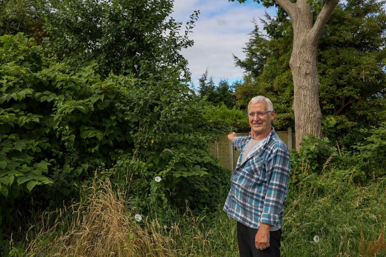 Dennis Hodson, whose home backs onto Brickfields Park, said he has informed council workers about Japanese knotweed growing over his garden but nothing has been done (SWNS)