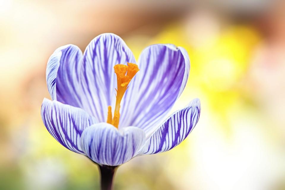 close up of purple crocus flower