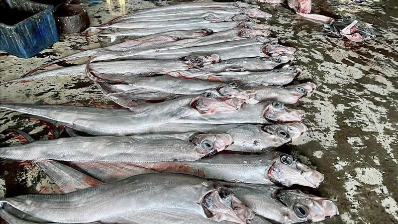 抓到如此多皇帶魚，民眾憂恐是天災徵兆。（圖／翻攝自「阿春新鮮魚貨」臉書）