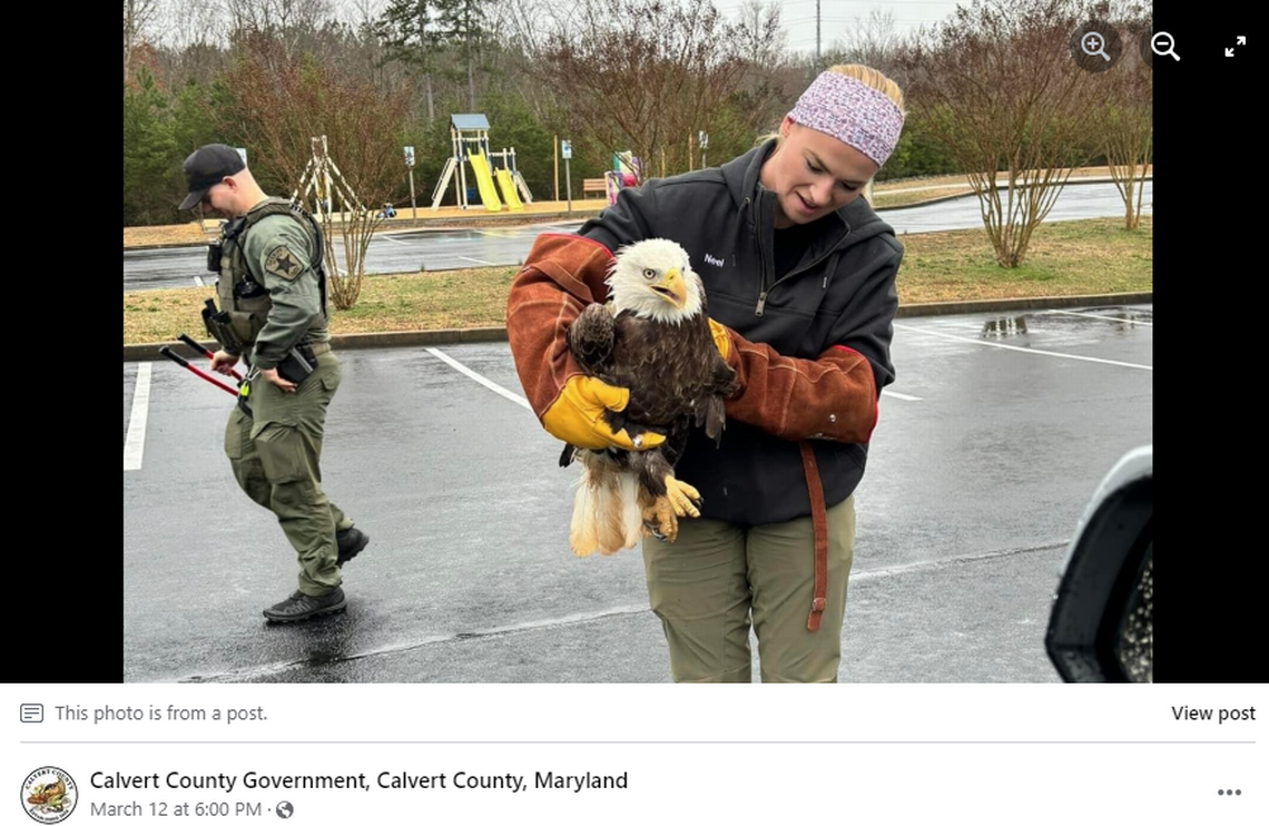 The eagle was safely removed and released back into the wild, officials said. Screengrab from Calvert County Government's Facebook post