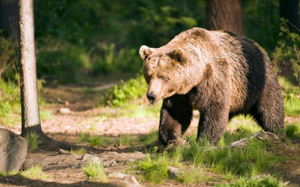 Hidden camera in Italian forest reveals secret lives of wolves, brown bears and wild boar