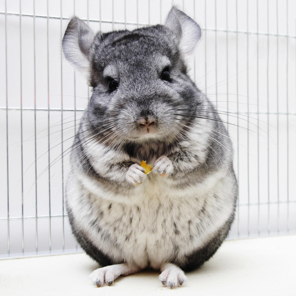 https://www.gettyimages.co.uk/detail/photo/chinchilla-in-his-cage-royalty-free-image/91771491
