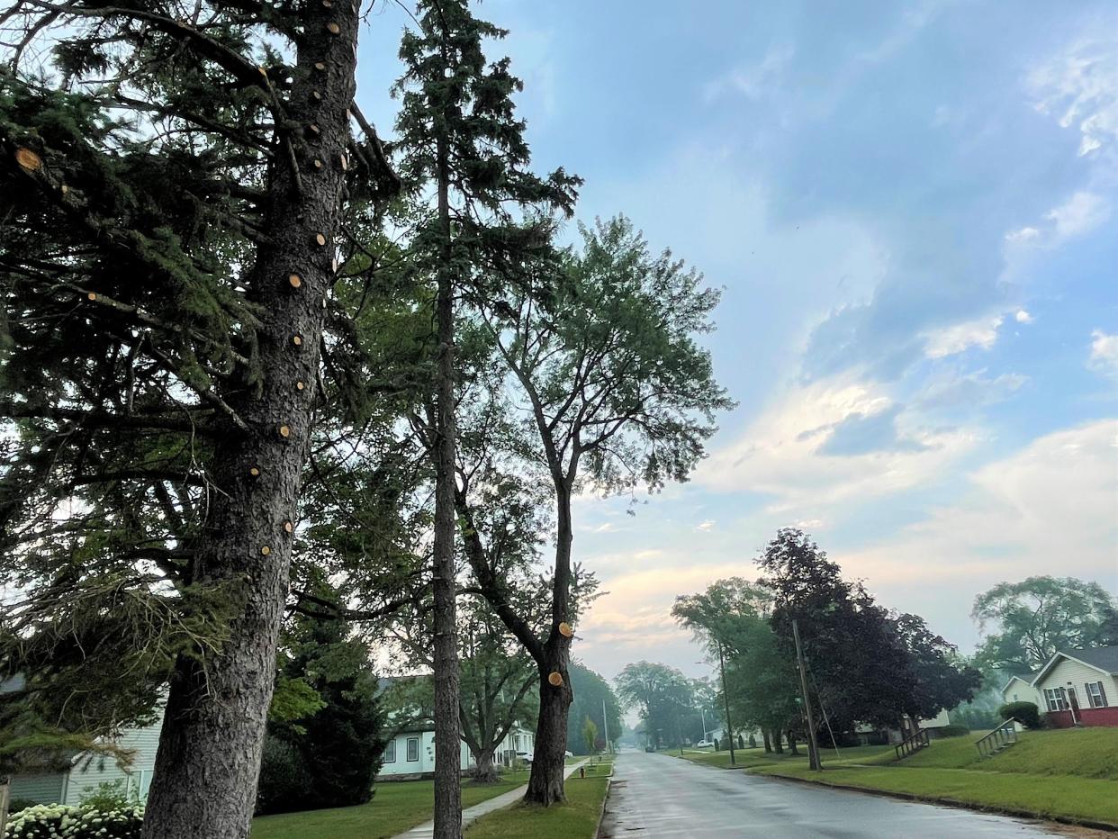 Two spruce trees and a large sugar maple that had much of their southern halves razed stand along St. Vincent Street in South Bend's Harter Heights neighborhood. Neighbors say a leafy canopy was maimed to make way for a historic house to be moved.