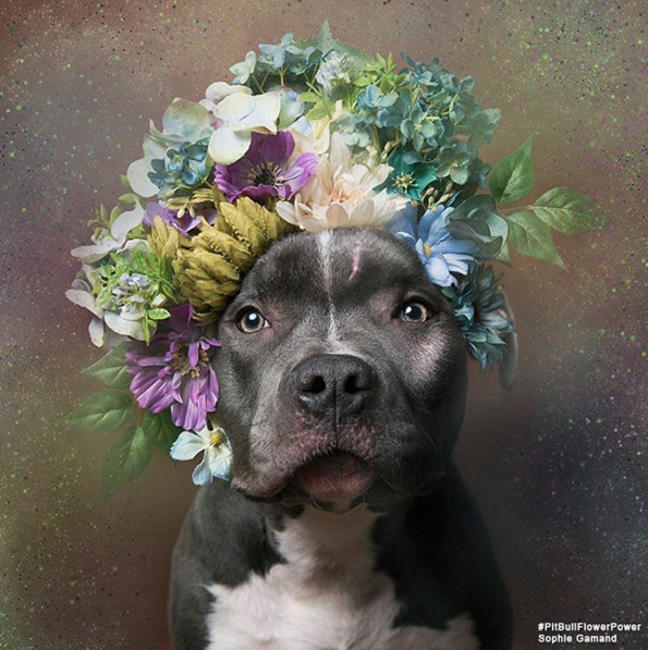 Para mostrar su lado más tierno, Sophie trabajó con estos perros y les colocó flores en la cabeza.