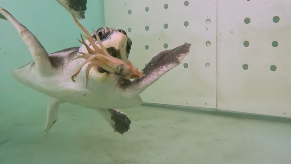 The turtles were given medical treatment and were fed to increase their body weight before being returned to the Atlantic Ocean, the aquarium said.