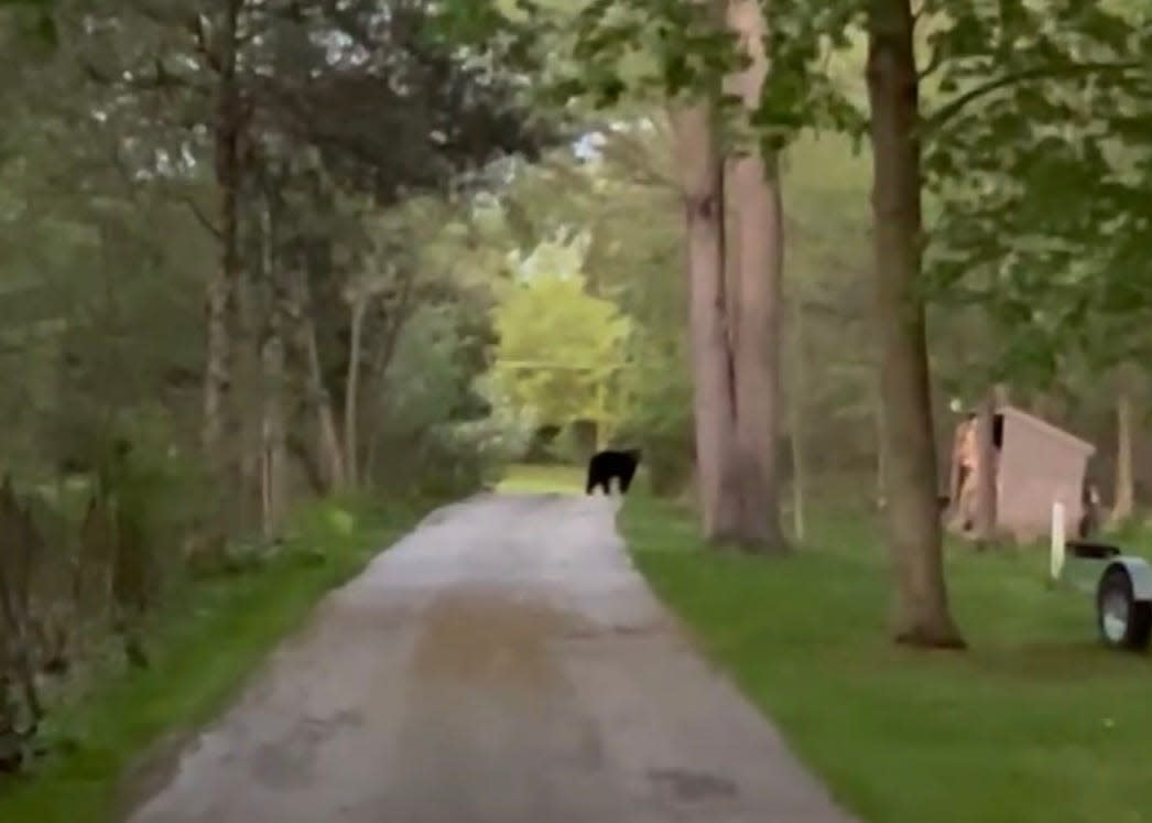 A black bear was spotted by residents in Chenequa, Wis. in Waukesha County on Sunday, May 5. Police attempted to located it, but it has not been seen since May 6.