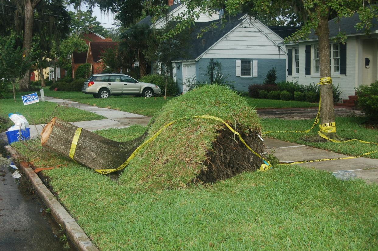 Trees planted with confined root systems are more likely to blow over in storms.