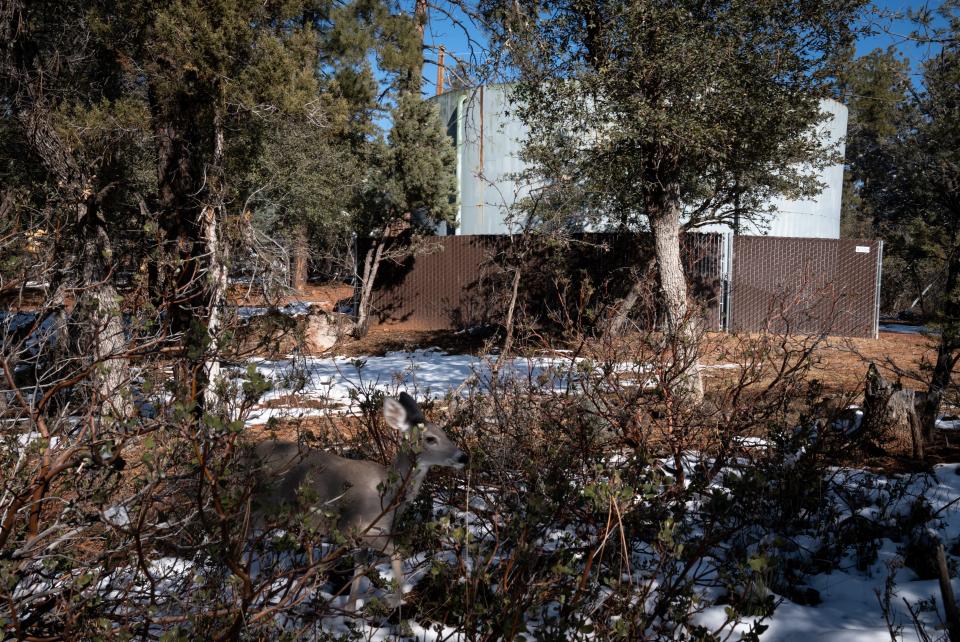 A deer in front of a Pine-Strawberry Water Improvement District water tank in the Cool Pines subdivision of Pine on Dec. 15, 2022.