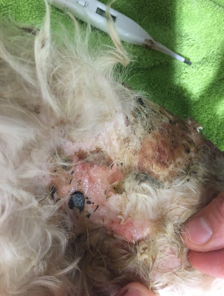 how do i know if my dog has maggots