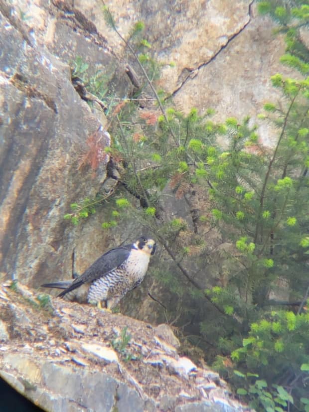 A peregrine falcon photographed on a rocky ledge at an active quarry on Quadling Road Abbotsford in May 2021. (Chris Kitt - image credit)