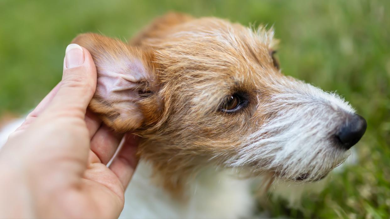  Dog getting its ears checked. 