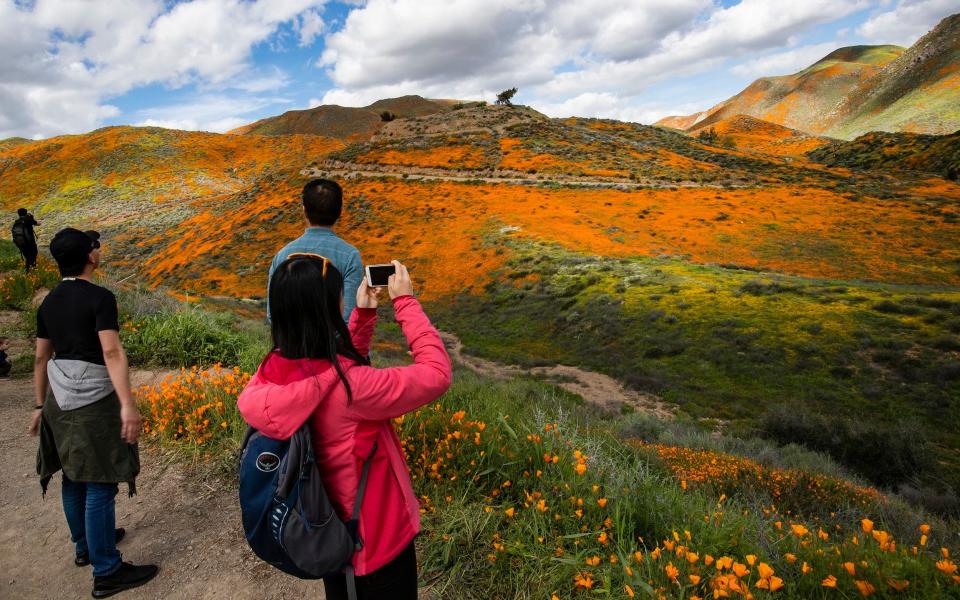 Lake Elsinore's orange poppies on Walker Canyon