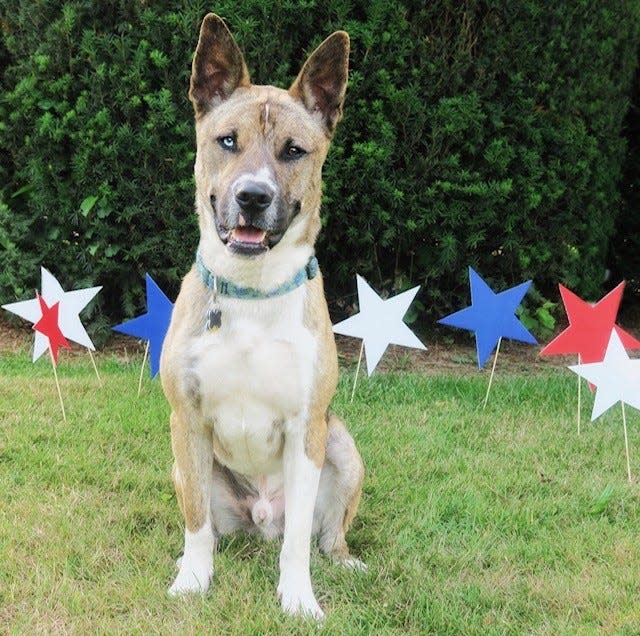 Spirit is an adoptable, 2-year-old Shepherd mix at Rescue Ridge Animal Rescue in Howell, and will be present at the MJ's Restaurant Dog Adoption Day on August 26.