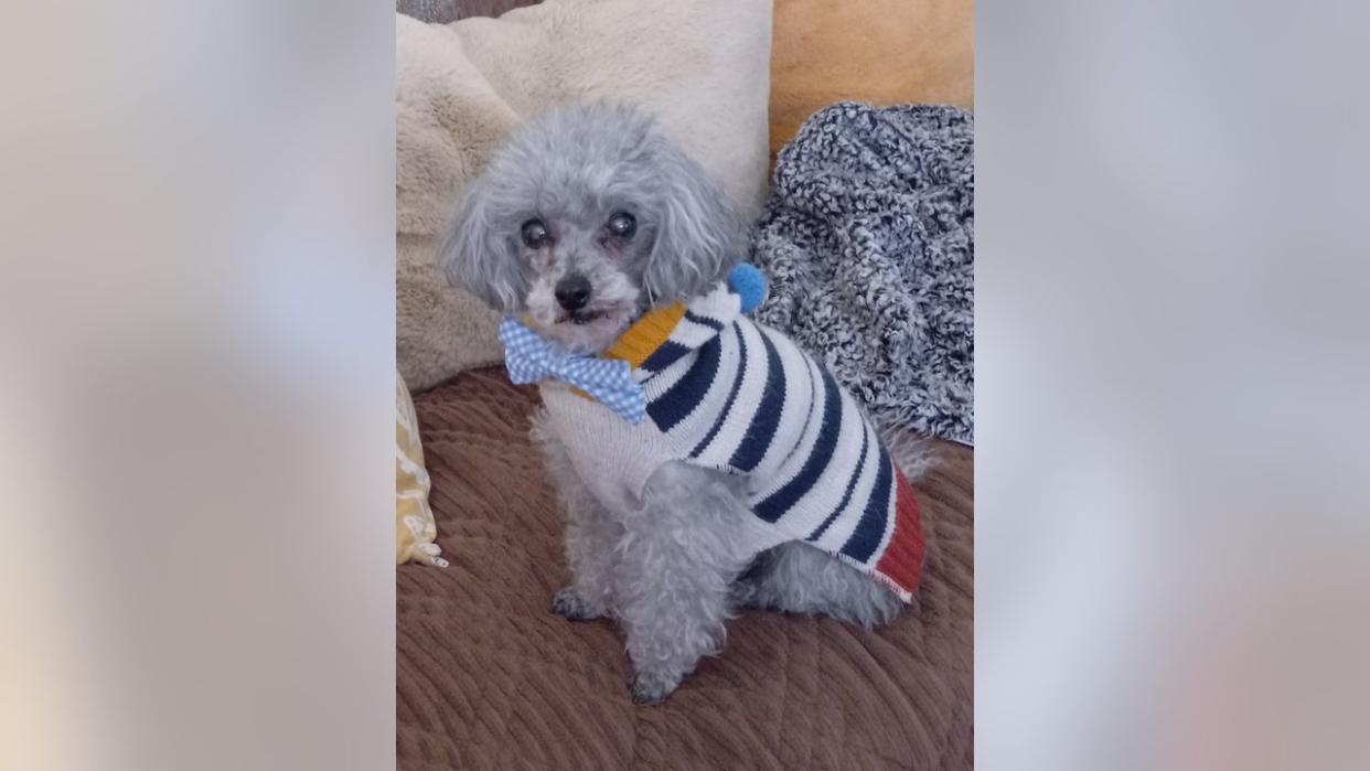 <div>Preston, a 14-year-old poodle, went missing from Oakland County during the solar eclipse.</div>