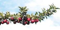 Learn how to prune an apple tree at Creek Farm Feb. 20.