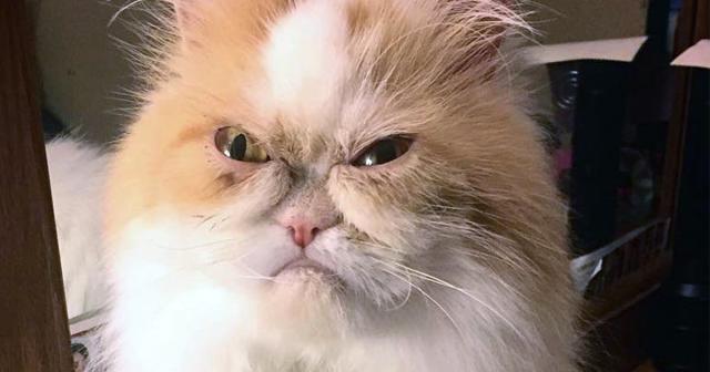 Meet Louis 'the new Grumpy Cat' who has his own natural resting angry face  - Mirror Online