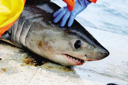 A porbeagle shark caught in the Gulf of Maine.