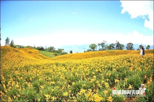 《2014花東金針花季》花蓮富里六十石山、台灣小瑞士觀景台、玉里赤科山金針花海、汪家古厝曬金針、金針花合菜、會走路的郵局(2014/08/28花況)