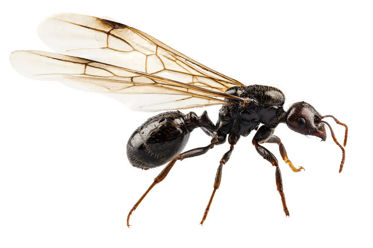 <span class="caption">Winged Lasius niger.</span> <span class="attribution"><a class="link " href="https://www.shutterstock.com/image-photo/black-winged-garden-ant-species-niger-138019892?src=kISVB5VE-0vazs67XrzctA-1-7" rel="nofollow noopener" target="_blank" data-ylk="slk:Shutterstock;elm:context_link;itc:0;sec:content-canvas">Shutterstock</a></span>