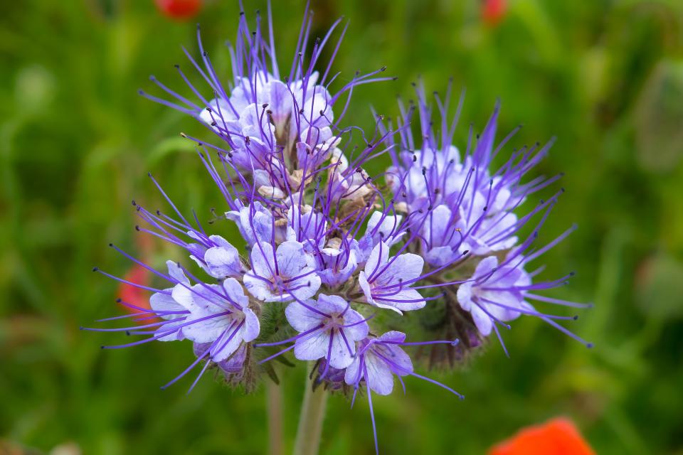 PHACELIA TANACETIFOLIA