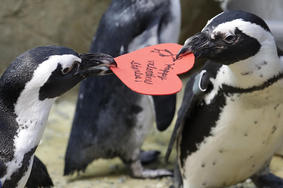 African penguins compete for a heart shaped valentine handed out by aquarium biologist Piper Dwight at the California Academy of Sciences in San Francisco, Tuesday, Feb. 12, 2019. The hearts were handed out to the penguins who naturally use similar material to build nests in the wild. (AP Photo/Jeff Chiu)