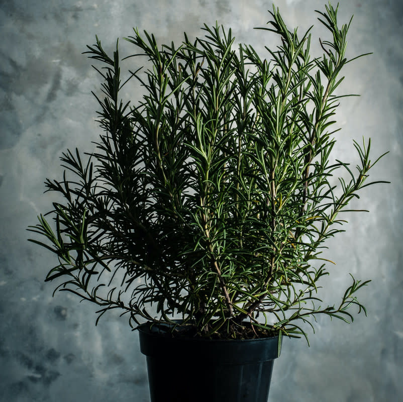 Rosemary in a black planter for Christmas.<p>Vincent Foret/Unsplash</p>