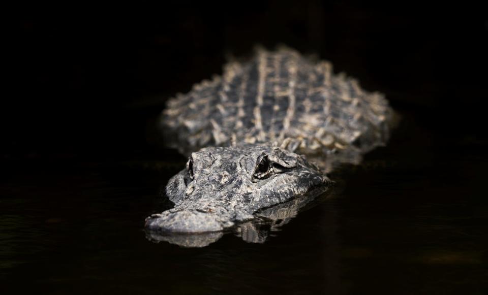 An american alligator basks in the waters off of Loop Road in Big Cypress National Park in early May. The area is a haven for the reptiles