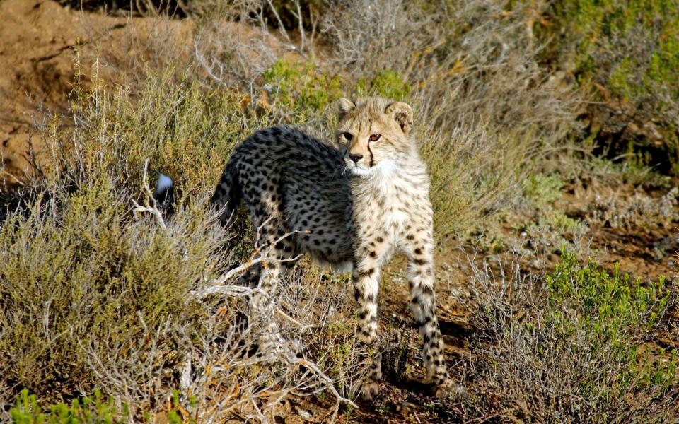 Cheetah cub