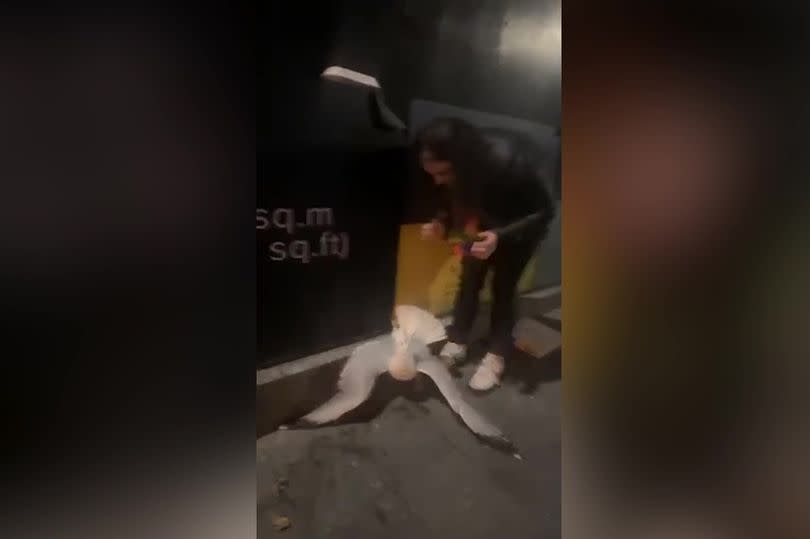 Video grab of Sinead Murphy rescuing a seagull in Torquay