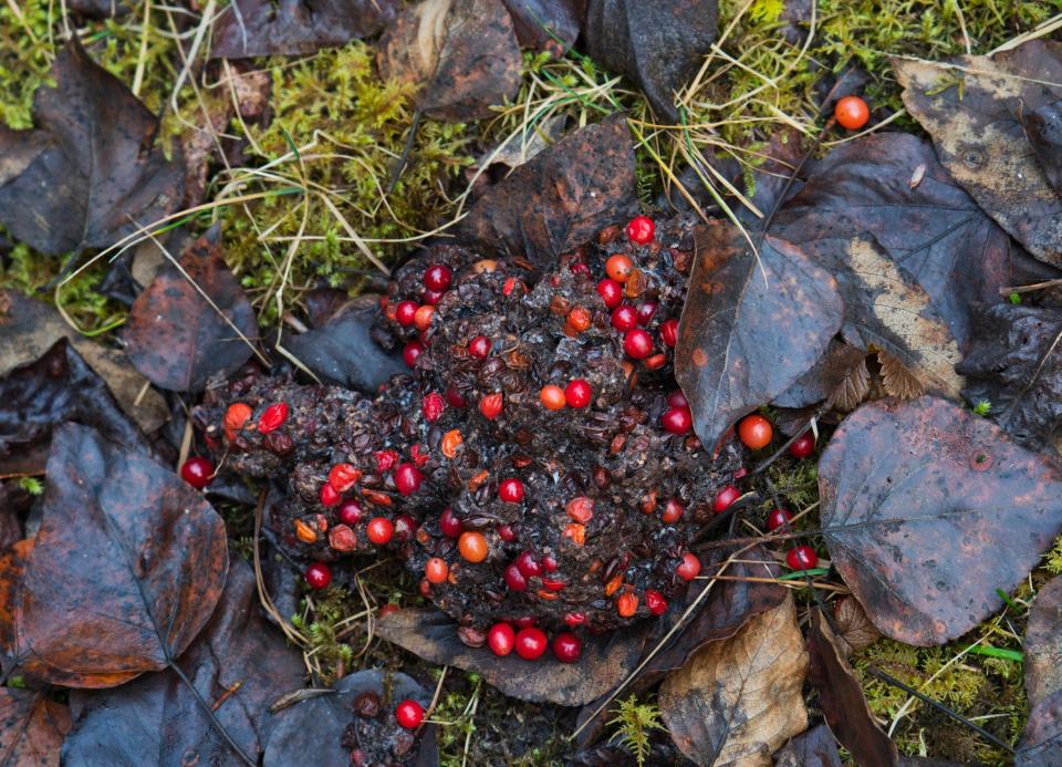 Bear scat is full of whole berries.