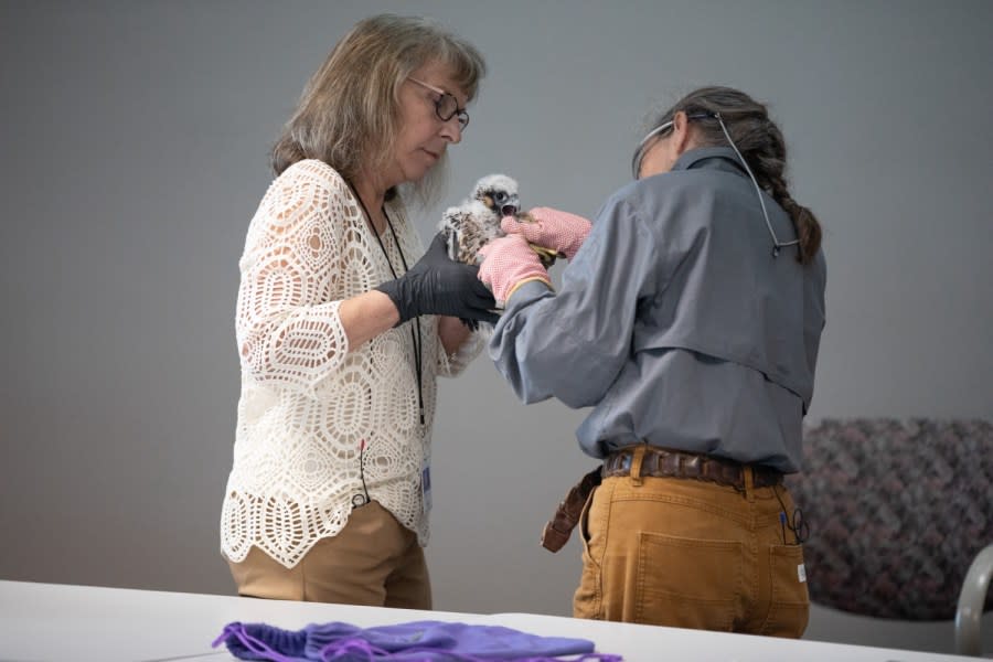 Patti Barber, Endangered Bird Specialist with PGC, leads the team in bringing the peregrine falcon nestlings in from the 15th floor ledge of the Rachel Carson State Office Building. Barber weighs them, inspects their health, and puts light metal bands around their legs for identification. This year there are five nestlings that will be banded. Since 2002, a total of 87 eggs have hatched, making the Rachel Carson State Office Building nest site the longest, continuously successful nest site in the Commonwealth.