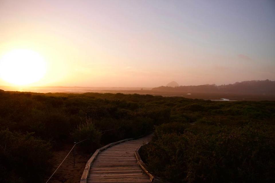 On the Elfin Forest Natural Area boardwalks you can see the Morro Bay estuary.