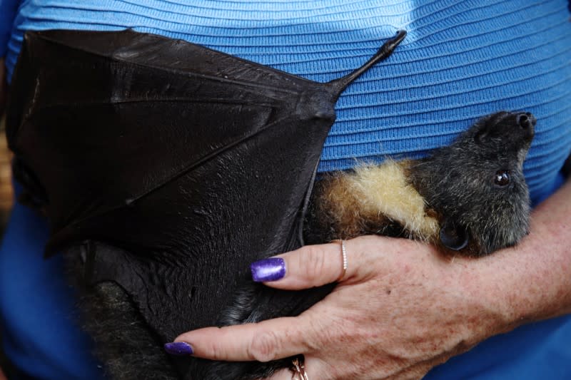 Grey-headed flying fox Winston is by Janine Davies, who set up Shoalhaven Bat Clinic, a care centre for flying foxes, in her home in Bomaderry