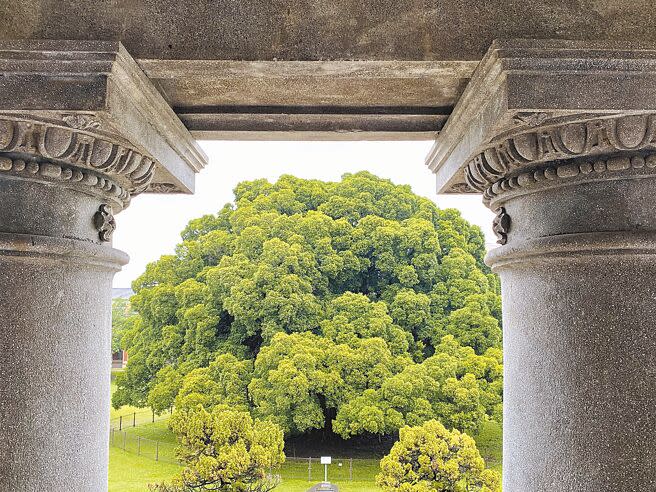 從台南市成功大學大成館俯瞰「榕園」，老榕樹遠近馳名，1932年由時為裕仁皇太子所植，如今已逾110歲。（王浩一攝）