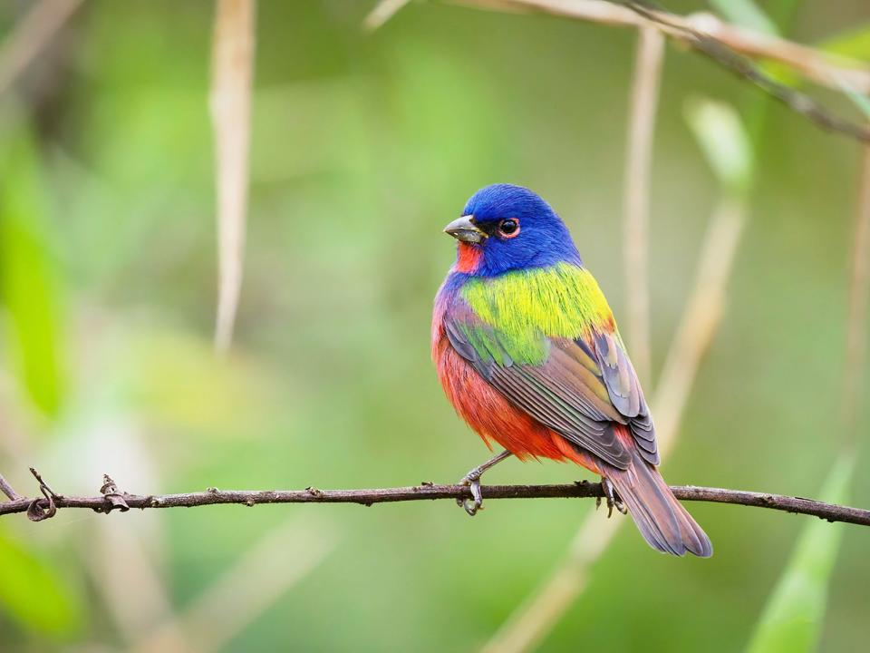 Pierre Desilets writes, “I will share with you, a dream come true. For 10 years I was hoping to see one of these birds. I was finally able to spot one, and, thank God, to take some shots of him. So, here is my dreamed painted bunting in all his glorious colors.” Taken at CREW bird sanctuary with an Olympus OM-D E-M1X and a 150-400mm Pro zoom.