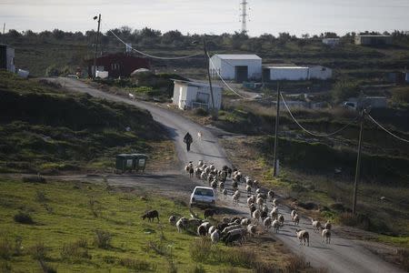 Netanel herds his sheep in a field near his home in the unauthorised Jewish settler outpost of Havat Gilad, south of the West Bank city of Nablus January 5, 2016. REUTERS/Ronen Zvulun