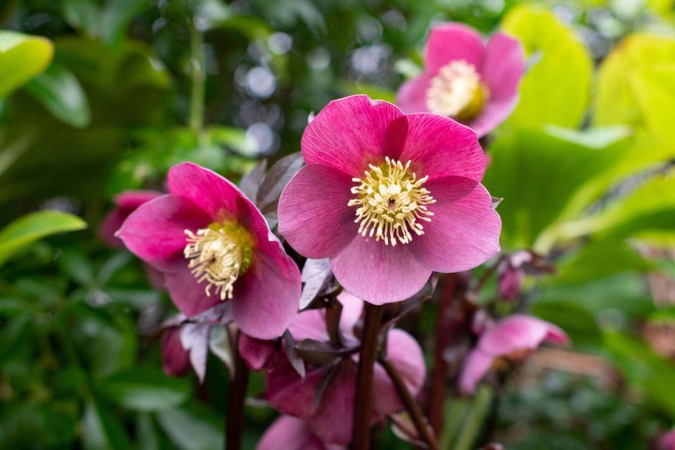 Most hellebores grow best in dappled shade and damp ground (Alamy Stock Photo)