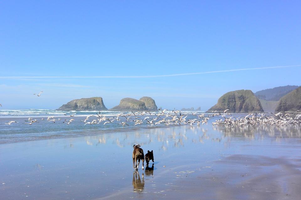 Rear view of dogs running while birds flying at beach against blue sky on Cannon Beach, Oregon