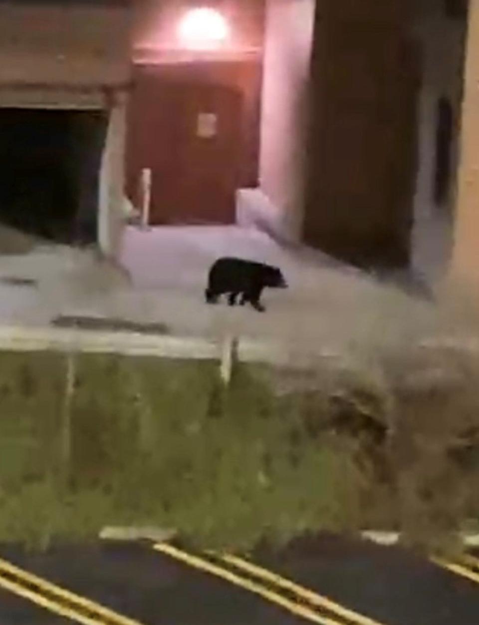 A bear was spotted in downtown Knoxville on Dec. 12, 2022.