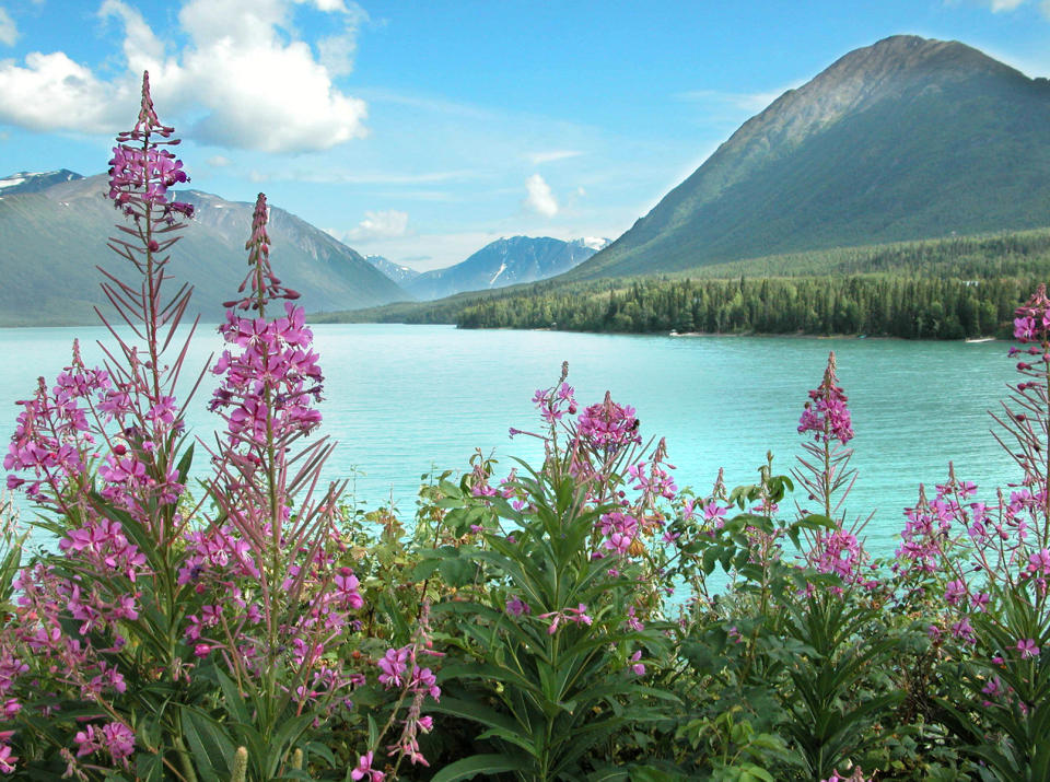 Kenai river in Alaska.