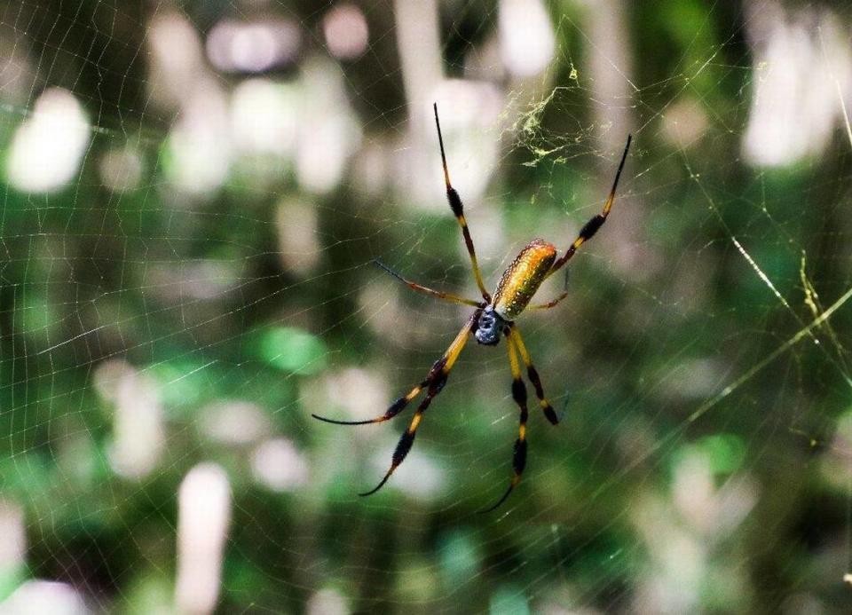 A Golden Silk Orb Weaver hangs listlessly waiting for food at Congaree National Park