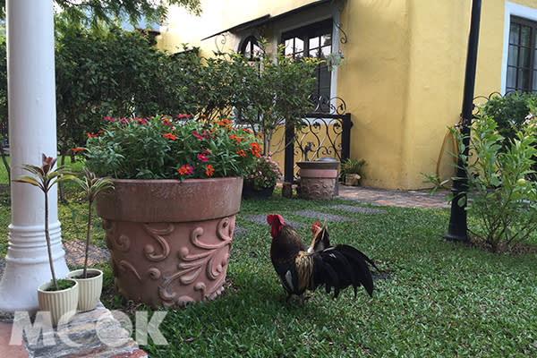 庭院裡自由自在的公雞。(攝影／MOOK景點家Ulicke )
