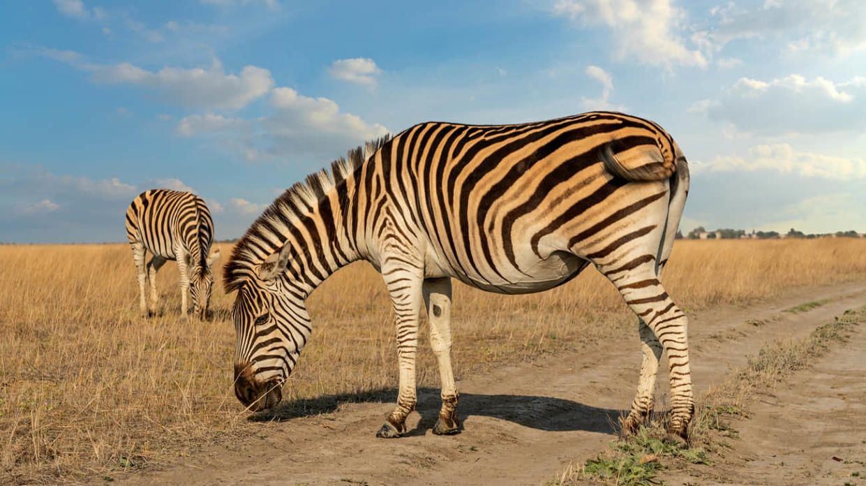 Zebras at the Askaniia-Nova natural reserve. Photo: Oleksandra Butova/Ukrinform/Future Publishing/Getty Images