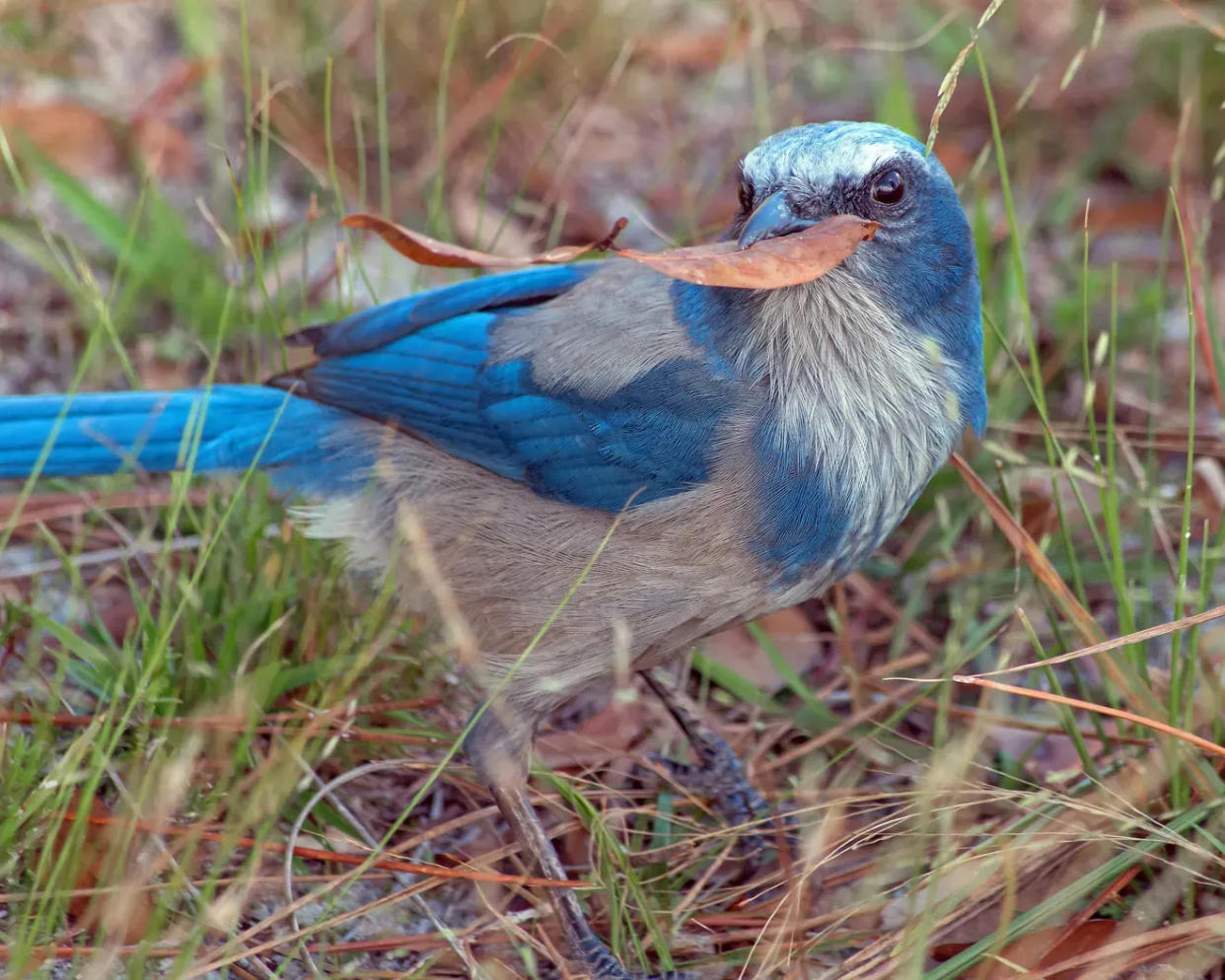 This Florida scrub-jay was photographed by James Rogers in North Port. The Environmental Conservancy of North Port closed on the purchase of four lots in the Harbor Heights neighborhood in Charlotte County that will be preserved as habitat for native species.