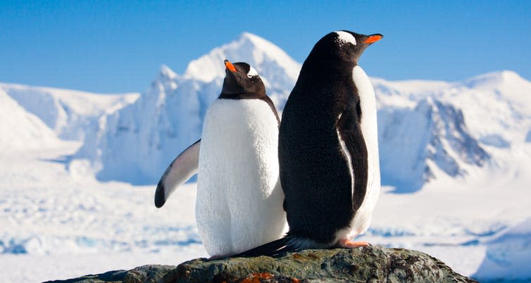 <span class="caption">The incumbent lords of the Antarctic.</span> <span class="attribution"><a class="link " href="https://www.shutterstock.com/image-photo/two-penguins-dreaming-sitting-on-rock-87420404?src=yhRfS8Jn-jox2B8WN-2Org-2-62" rel="nofollow noopener" target="_blank" data-ylk="slk:shutterstock;elm:context_link;itc:0;sec:content-canvas">shutterstock</a></span>